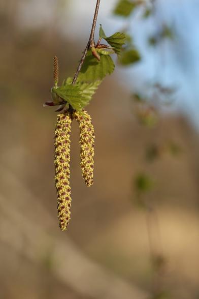 A close up photo of silver birch catkins and fresh leaves on a sunny spring evening.