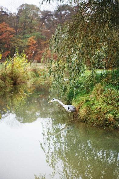 a heron looking at the river in a park