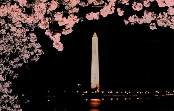 The view is of the Washington Monument in the distance lit up at night. It is framed by a branch of Cherry Blossoms.