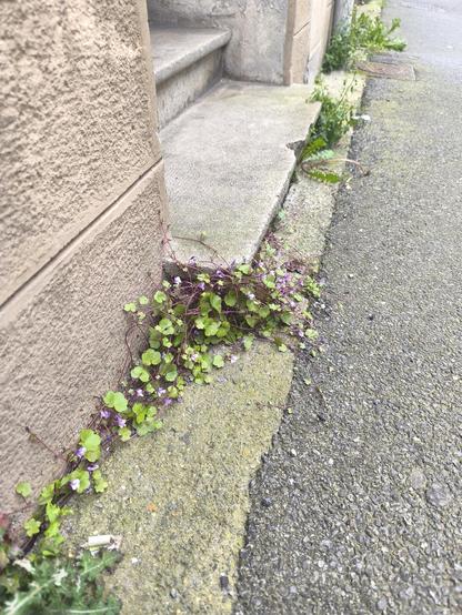 Blick auf den Boden. Zwischen Gehweg und Hauswand wächst eine Pflanze aus dem Steinboden. Sie hat viele grüne Blättchen und lila Blüten.