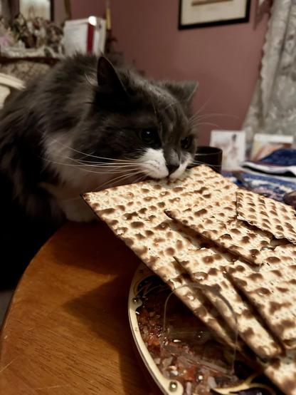 A grey and white kitty with her front paws on a dining room table, chomping down on a sheet of matzah and pulling the entire stack towards herself with her teeth. Photo from 2024.