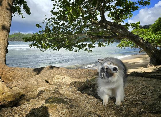 A dog on a beach. The dog is in the middle of shaking his whole body.