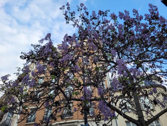 Arbre en fleurs devant des bâtiments de Paris