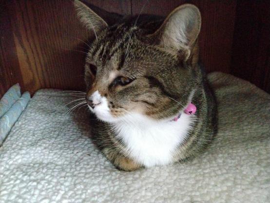 Our little tabby cat, named Pax, is lying like a loaf of bread, with all her limbs and her tail tucked underneath her.  Her expression is one of contentedness.  Her eyes are half closed as she looks towards the left.