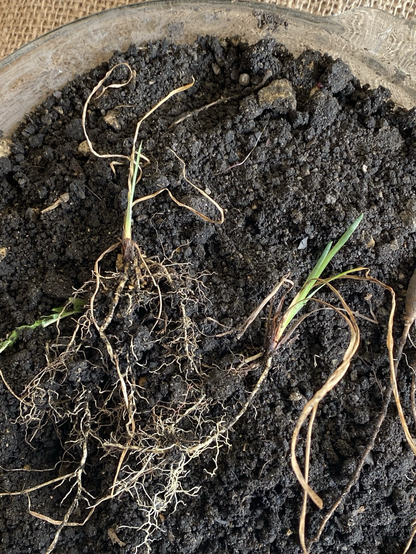 These one year old blue eyed grass starts have flat green leaves, brown leaves from 2024, and robust root systems.