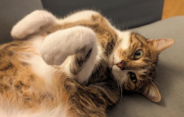 Cat lying on her back, paws up, expecting cuddles.