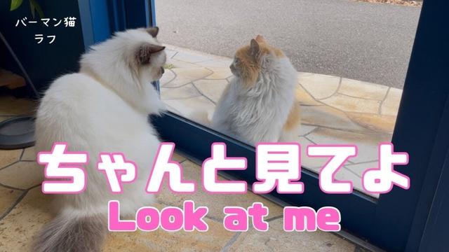 バーマン猫ラフ【ちゃんと見てよ】Look at me（バーマン猫）Birman/Cat