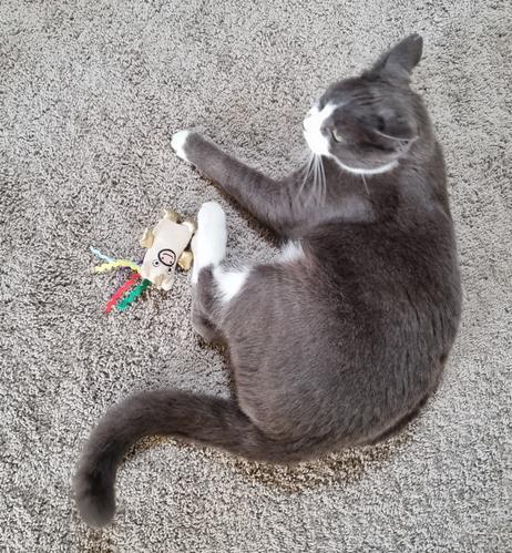 Blue and white cat lying curled on his side on light-grey carpet. A small rainbow and white coloured catnip toy lies next to him. His ears are back, and he's about to kick the shit out of his toy.