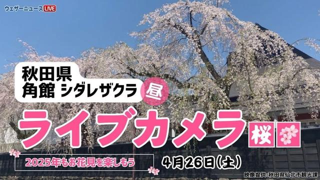 【桜ライブカメラ】枝垂れ桜／「秋田県・角館」ライブカメラより/Cherry Blossom Live Camera　 2025年4月26日(土) #桜  #さくら #枝垂れ桜