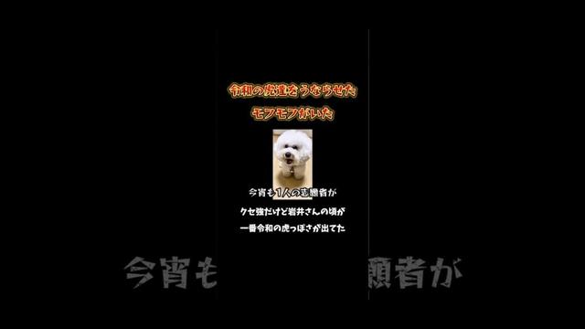令和の虎 VS 令和の犬 #ビションフリーゼ #モフモフ #bichonfrise #令和の虎