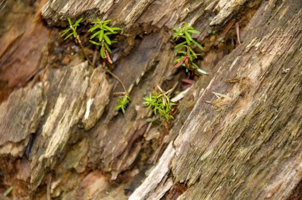 A few tiny trees emerging from a nursery log