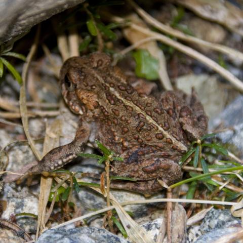 A small toad hiding under a rock
