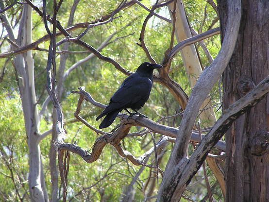 Corvus tasmanicus (known as forest raven) standing on a branch and slightly turning its head to the side.
