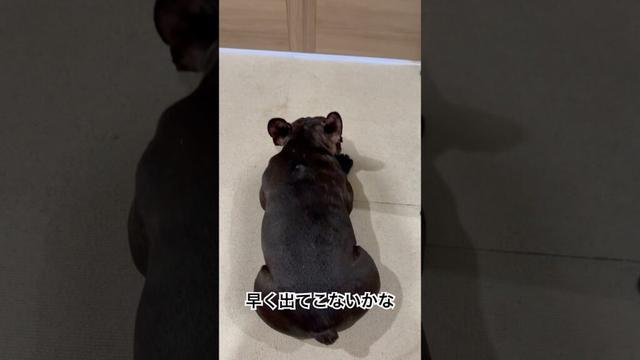 【今朝の凛さん】ねえねを待つフレンチブルドッグ🐶 #frenchie #frenchbulldog #frenchbulldoglife #shorts