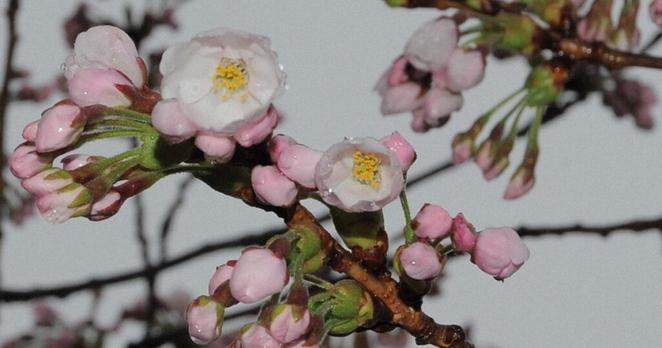 Easy Japanese news in translation: Cherry trees start blooming in Hokkaido