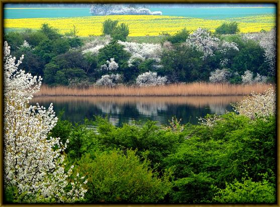 Weiß blühende Landschaft mit Maigrün und Rapsgelb im April