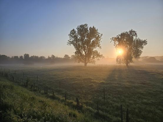 Das Bild zeigt zwei große Bäume, hinter denen die Sonne aufgeht. Das Sonnenlicht verfängt sich im Gras einer Weide, die mit Holzpfosten umzäunt ist. Über der Wiese liegt Nebel, im Hintergrund sind Bäume zu erkennen.