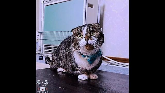 鳴いて訴える猫と目で訴える猫！　#白猫 #マンチカン #短足