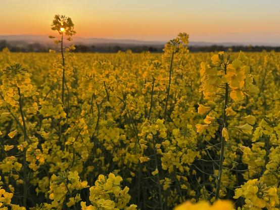 Ein lebendiges Feld aus gelben Rapsblüten erstreckt sich bei Sonnenuntergang in Richtung Horizont, wobei die Sonne hinter fernen Hügeln untergeht und ein warmes Leuchten über die Landschaft wirft.