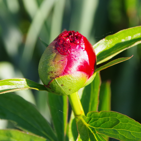 Runde Knospe einer roten Pfingstrose.