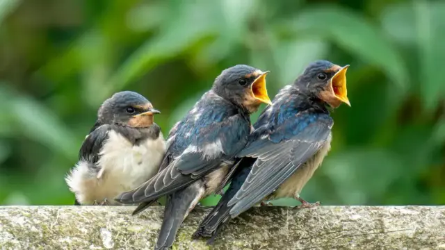 Two adult swallows yelling on a branch, whilst a baby downy one hides behind them with its mouth closed

From - https://www.bbc.co.uk/news/articles/c0780j0rpx3o