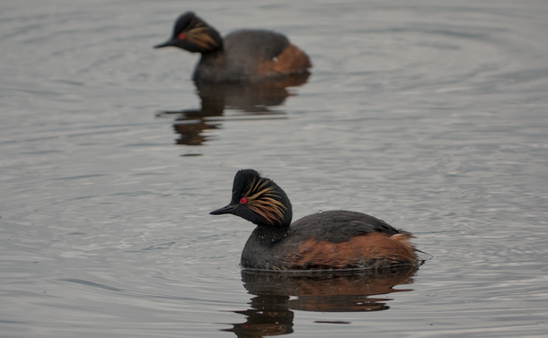 Deux grèbes à cou noir (petit oiseau aquatique au bec pointu avec un plumage noir et orange, avec une tête noire, des aigrettes jaunes autour d'yeux rouges) qui nagent dans l'eau d'un étang.