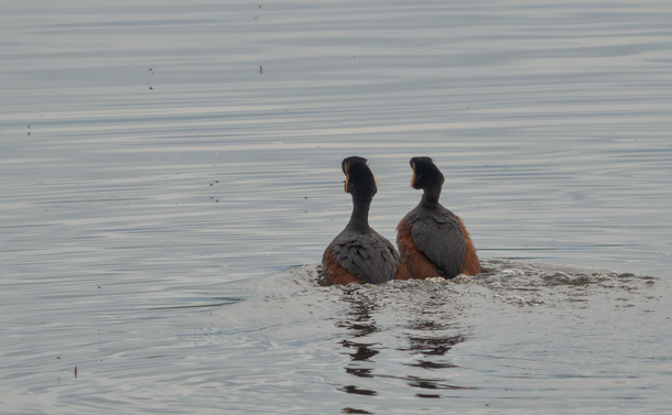 Deux grèbes à cou noir qui entament une course sur l'eau, côte à côte, pour leur parade nuptiale.