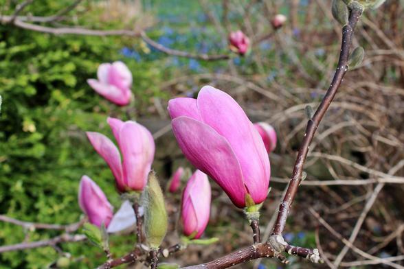 Close up of pink buds beginning to open on branches of their tree.