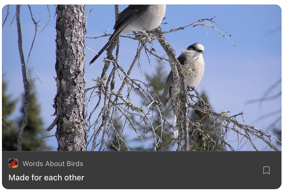 two grey jays sitting in a tree
