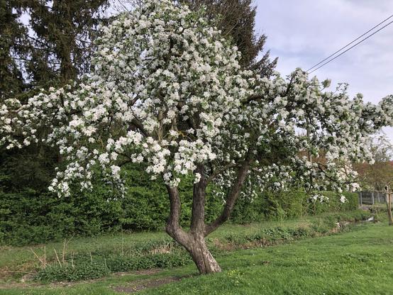 Ein alter blühender Apfelbaum, dessen Stamm sich weit unten dreiteilt. Grüner dörflicher Hintergrund, in der rechten oberen Ecke laufen zwei Stromleitungen vor bewölktem Himmel.