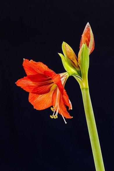 Fleur d'amaryllis d'intérieur, du genre Hippeastrum. Cette plante spectaculaire exhibe des pétales rouges éclatants aux bords délicats, contrastant avec ses étamines jaunes vives. Elle est mise en valeur par un fond noir qui accentue ses détails et sa couleur vibrante. Deux boutons verts non ouverts sont également visibles à ses côtés, apportant une touche de fraîcheur.