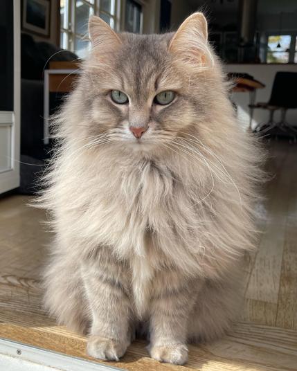 Close-up of a grey Siberian cat sitting on a doorstep with a living room in the background. He is staring out just past the camera into the garden behind the photographer. His fur is very fluffy but is clearly showing signs of being shed.