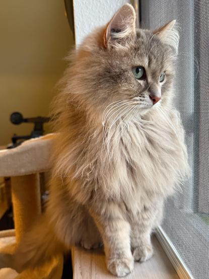 Close-up of a grey Siberian cat sitting in a window sill. The open window is covered by a net. He is staring out through the window, ears raised. His fur is very fluffy but is clearly showing signs of being shed.