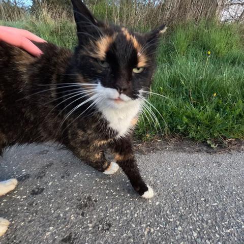 Tortie (tror jeg nok det hedder) men mest sort kat, der kigger skævt ind i kameraet mens den bliver nusset på ryggen af en hånd. Den står på asfalt og der er grønt græs bagved. Mest af alt ligner kattens udtryk Joey fra "Friends" når han siger "How you doin'?"