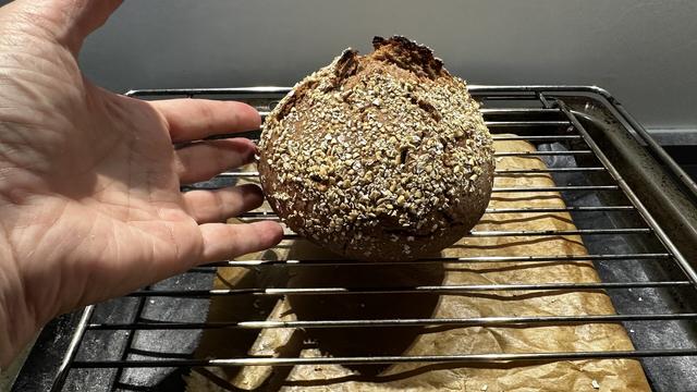 Ein kleines, fast kugeliges dunkles Brot, mit Haferkleie bestreut, liegt zum Abkühlen auf einem Backrost. Unter dem Backrost ist ein Backblech, auf dem ein Blatt Backpapier liegt.
Neben dem Brot ist meine offene Hand zum Größenvergleich. Das Brot würde gut auf meine Hand passen.