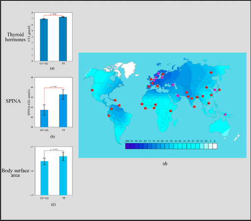 Figure 1. Effect of the rs3811787 of UCP1 gene in human adaptation to cold: (a) The levels of FT3 as a function of rs3811787 genotypes of the UCP1 gene; (b) Association analysis of the TT rs3811787 genotype between SPINA-GD; (c) Association analysis of the TT rs3811787 genotype between BSA; (d) The geographical distribution of the frequencies of the T rs3811787 (UCP1) allele in global human populations to identify signals of natural selection for cold climate adaptation.