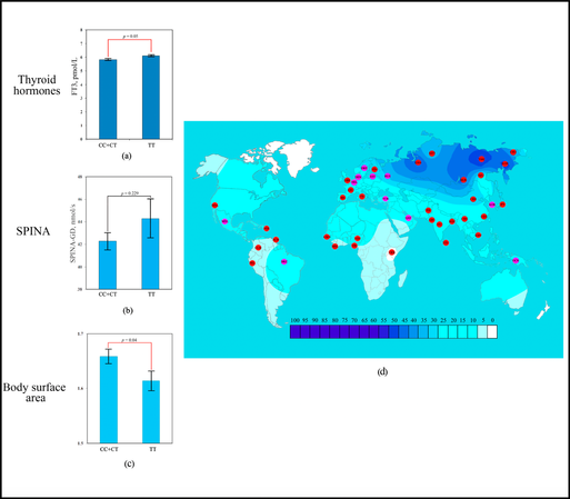 Figure 2. Effect of the rs1800849 of UCP3 gene on human adaptation to cold: (a) The levels of FT3 as a function of rs1800849 genotypes of the UCP3 gene; (b) Association analysis of TT rs1800849 genotype between SPINA-GD; (c) Association analysis of TT rs1800849 genotype between BSA; (d) The geographical distribution of frequencies of the T rs1800849 (UCP3) allele in global human populations to identify signals of natural selection for cold climate adaptation.