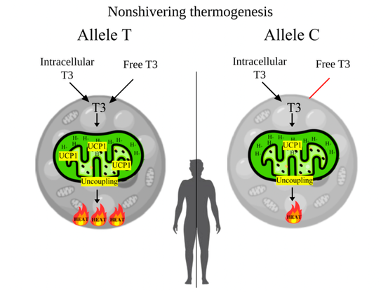 Figure 3. The mechanism of BAT-mediated regulation of thyroid hormones and basal metabolic rate from the allelic variants rs3811787 of the UCP1 gene. Note. In the carriers of the T allele, with the active form of the UCP1 protein, brown adipocytes mitochondria use higher concentrations of T3 for increased heat generation during adaptive thermogenesis, which increases T3 clearance and in response increases peripheral deiodination (SPINA-GD), which raises blood levels of FT3 and basal metabolic rate. In carriers of the C allele, with a less active form of the protein, brown adipocytes will use less T3, which will not significantly increase SPINA-GD and blood levels of FT3, hence the metabolic rate will not significantly improve.
