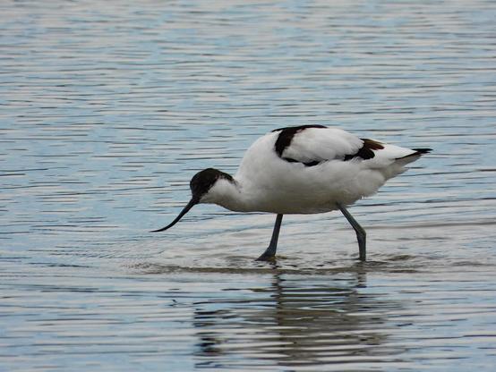 Avoceta vadeando y buscando comida en el agua. Es de color blanca (preferentemente) y negra. Lo más destacado es su pico muy largo y terminado en una curva hacia arriba lo que le da el nombre científico recurvirostra.