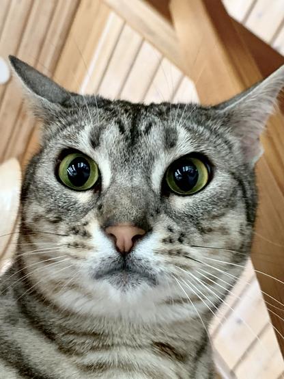 A close-up of a tabby cat's face with large, expressive green eyes and distinct facial markings. The background shows wooden surfaces, suggesting a cozy indoor setting.