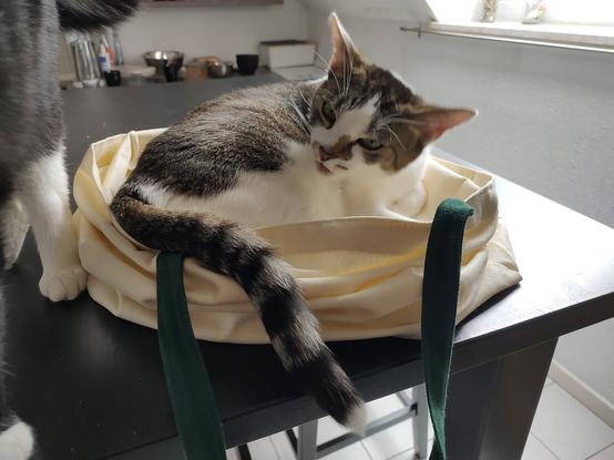 Der Kater Sammy liegt etwas eingerollt in einer Jutetasche und blickt etwas genervt zum Kater Phips. Von ihm sind nur die Hinterbeine zu erkennen