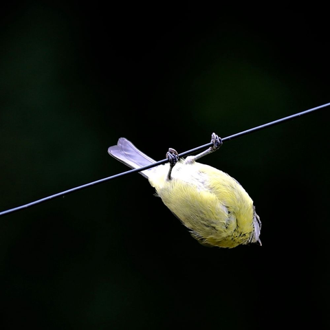 A Blue Tit balancing on a wire
