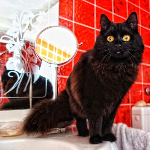 A fluffy black cat with striking yellow eyes sits on a white bathroom sink. The cat faces the camera, its ears perked. Behind it, a red tiled wall provides a vibrant backdrop. To the left, a round mirror reflects part of the scene, including a white surface and some indistinct shapes. A fluffy white towel is visible beneath the cat.