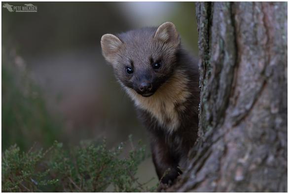 A photo of a pine marten peering round the base of a pine tree in a Scottish woodland, near Inverness.