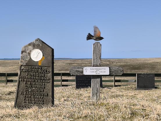 Le même oiseau qui a pris son envol. Il est pile au-dessus d'une croix en bois sous laquelle repose une femme née en 1900 et décédée 87 années plus tard.