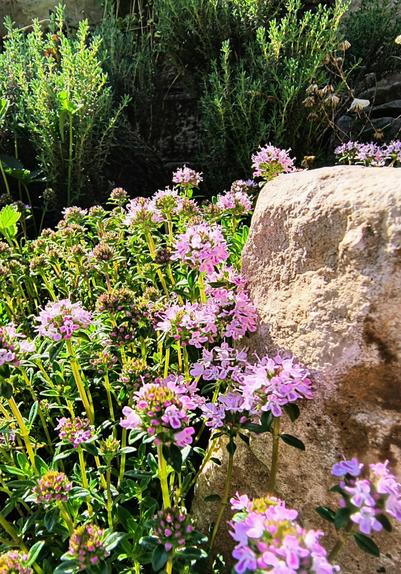 Die äußere Kante eines beigefarbenen sonnenbeschienene Steins auf der rechten Seite des Fotos wird von links von rosa blühenden, frischen grünen Kräutern überwuchert.

The outer edge of a beige-coloured sunlit stone on the right-hand side of the photo is overgrown from the left by pink-flowering, fresh green herbs.