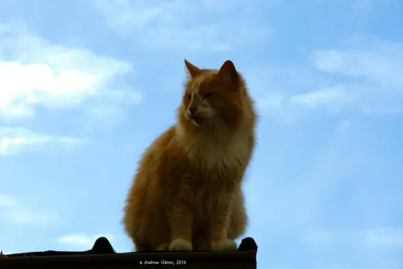 Ein oranger Kater sitzt wachsam an der Ecke eines Blechdaches und schaut sich um. Das Fell ist dicht und er trägt fast schon so etwas wie eine Löwenmähne um den Hals. Im Hintergrund blauer Himmel mit ein paar weißen Wölkchen.
