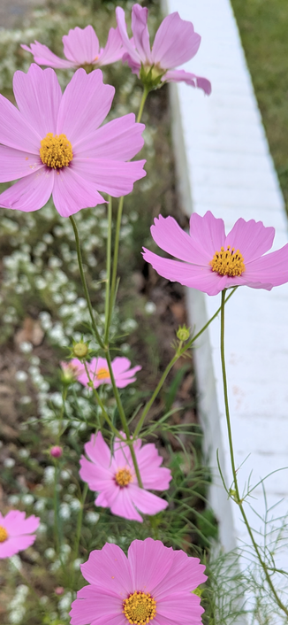 Pink blooming Garden Cosmos flowers on the sidewalk