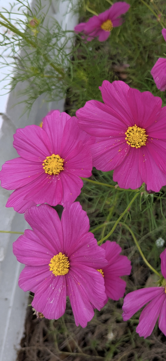 Dark pink blooming Garden Cosmos flowers on the sidewalk