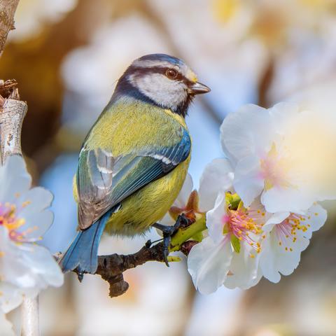 𝗣𝗶𝗰𝘁𝘂𝗿𝗲 𝗗𝗲𝘀𝗰𝗿𝗶𝗽𝘁𝗶𝗼𝗻 (𝗘𝗻𝗴): A square-format photograph shows a close-up of a common blue tit perched on a branch of an almond tree in bloom with beautiful white flowers and yellow stamens. Although the blue tit is facing away, it turns its head away, and we can see the feathers around its beak are yellow with pollen.

𝗗𝗲𝘀𝗰𝗿𝗶𝗽𝗰𝗶𝗼́𝗻 (𝗘𝘀𝗽): Fotografía de formato cuadrado que muestra de cerca a un herrerillo comúnposado en una rama de almendro con bonitas flores blancas de estambres amarillos. Aunque el herrerillo está de espaldas vuelve su cabecita y podemos ver que tiene las plumas en torno al pico amarillas a causa del polen.